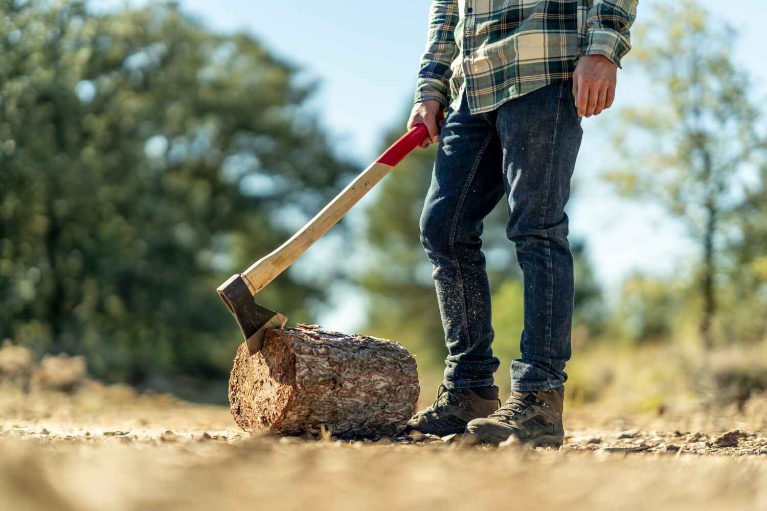 Lyons, CO Tree Service Company